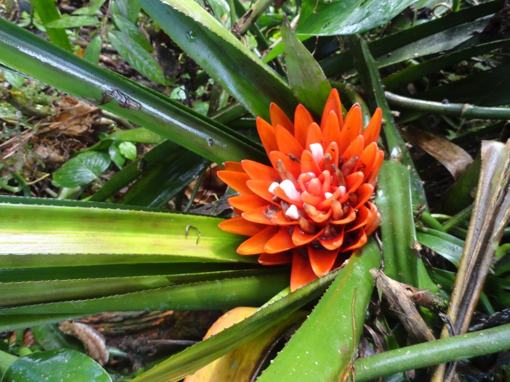 Foto: Flores silvestres  bromelias - Shell (Pastaza), Ecuador