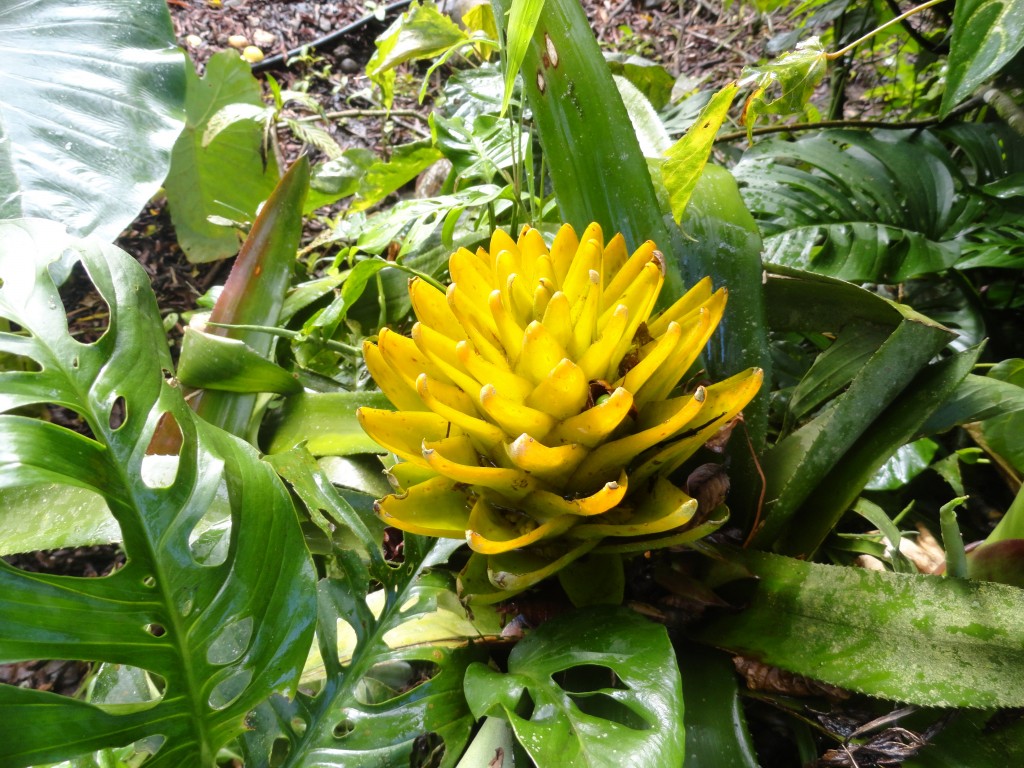 Foto: Flores silvestres  bromelias - Shell (Pastaza), Ecuador
