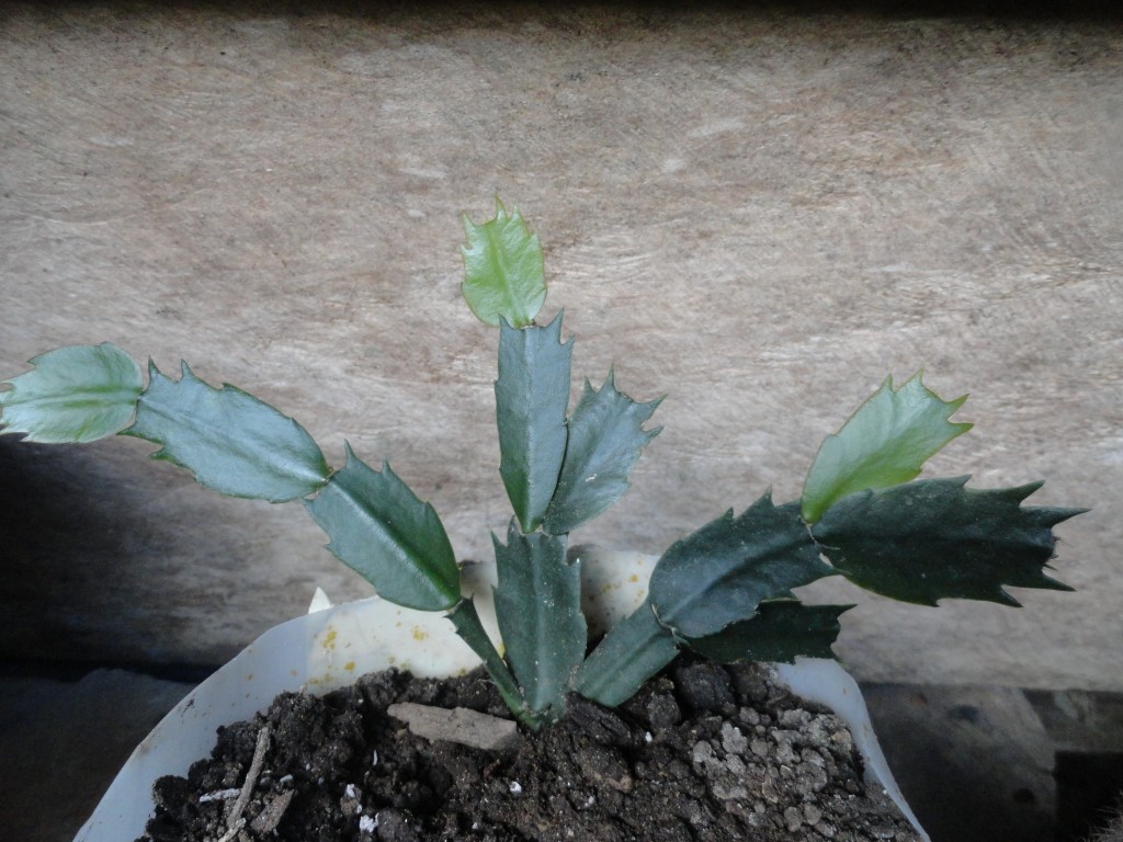 Foto: Flores silvestres - Shell (Pastaza), Ecuador