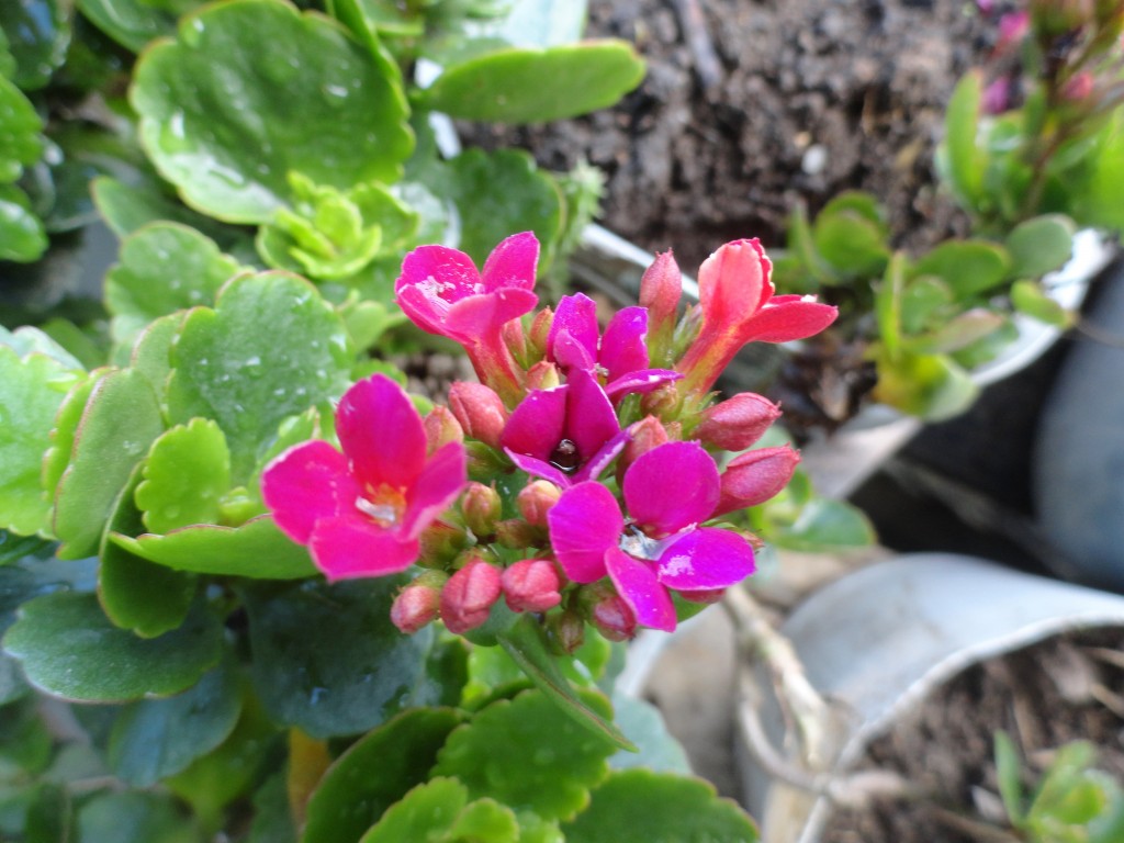 Foto: Flores silvestres - Shell (Pastaza), Ecuador