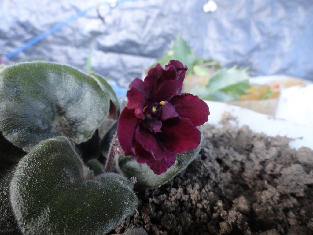 Foto: Flores silvestres - Shell (Pastaza), Ecuador