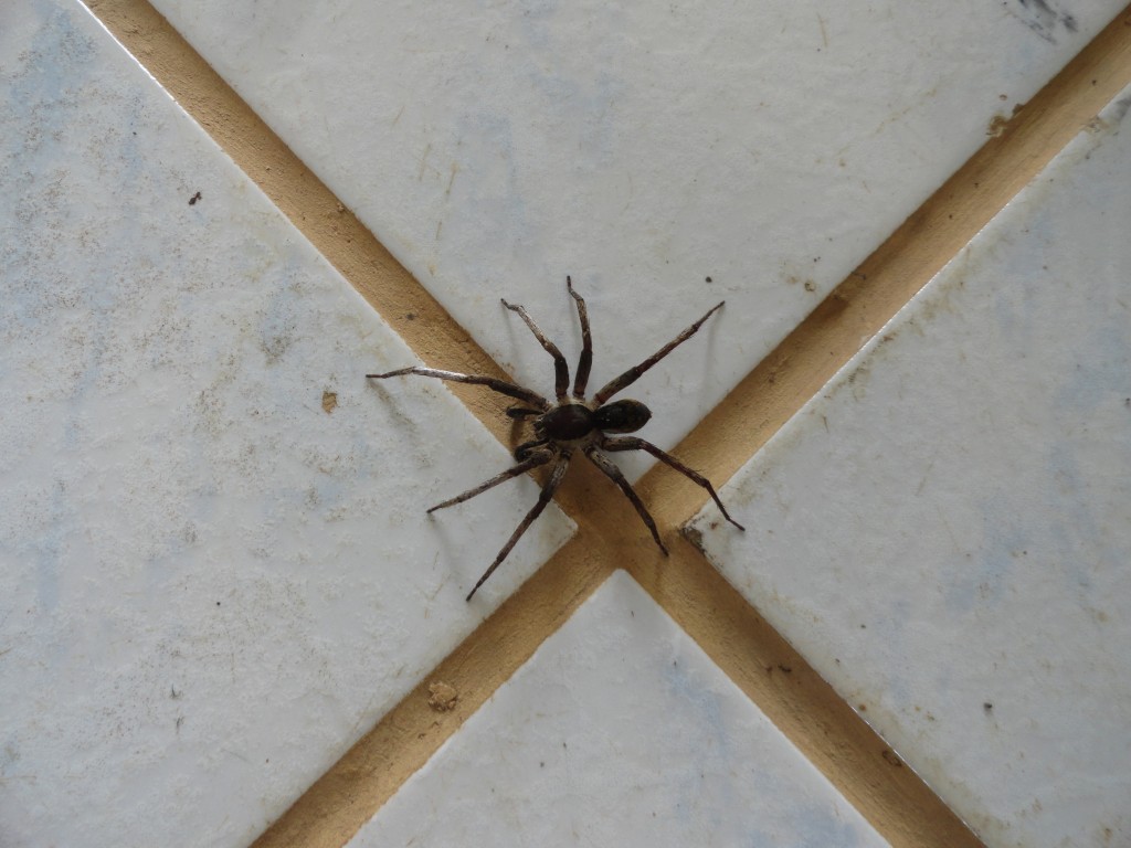 Foto: Araña saltadora - Simòn Bolìvar (Mushullacta) (Pastaza), Ecuador