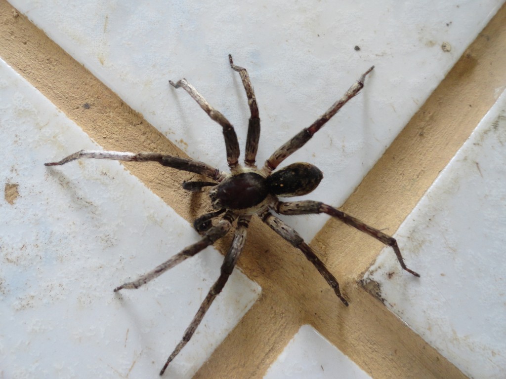 Foto: Araña saltadora - Simòn Bolìvar (Mushullacta) (Pastaza), Ecuador