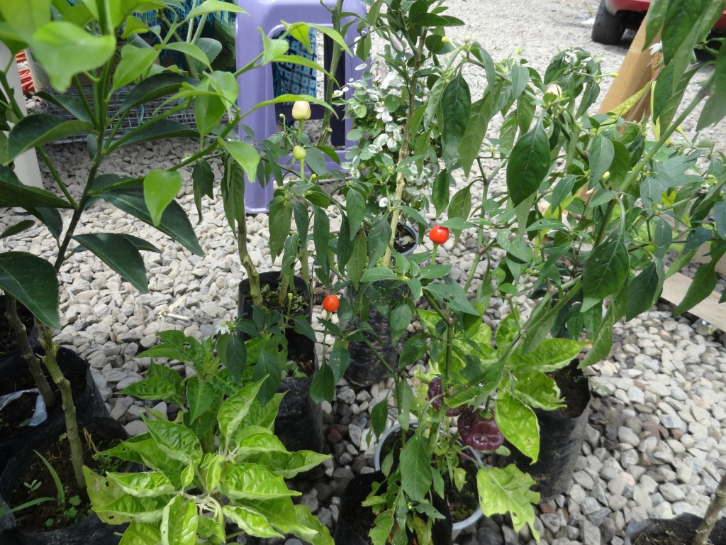 Foto: Plantas - Simòn Bolìvar (Mushullacta) (Pastaza), Ecuador