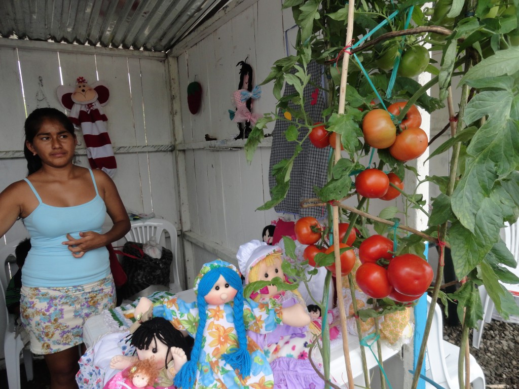 Foto: Tomates - Simòn Bolìvar (Mushullacta) (Pastaza), Ecuador