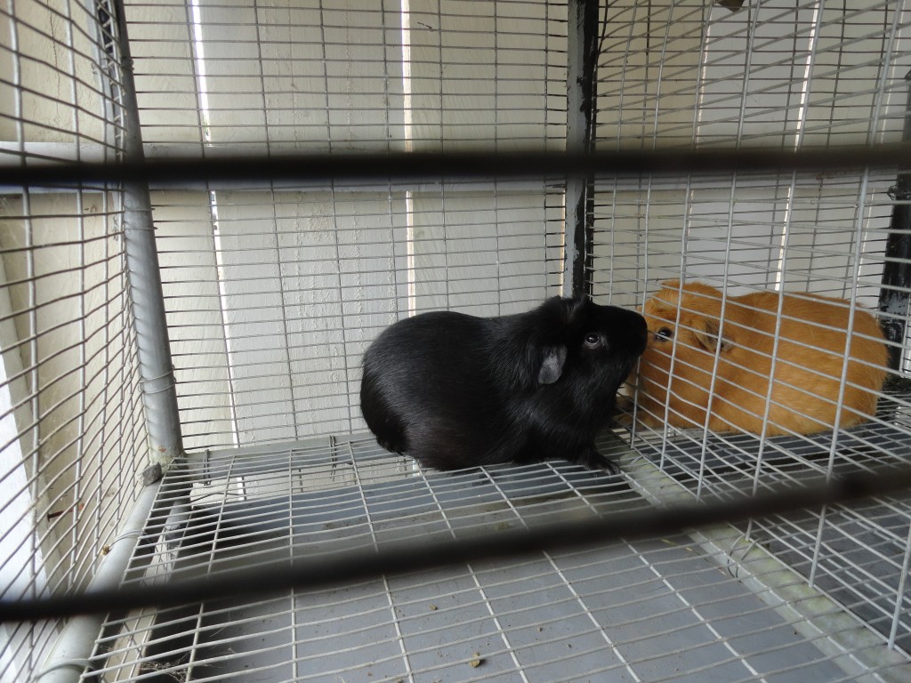 Foto: Cuy - Simòn Bolìvar (Mushullacta) (Pastaza), Ecuador