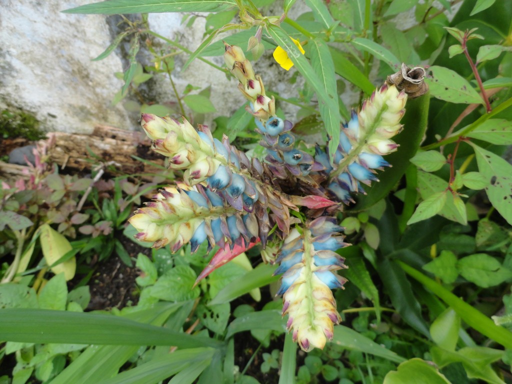 Foto: Flores silvestres - Simòn Bolìvar (Mushullacta) (Pastaza), Ecuador