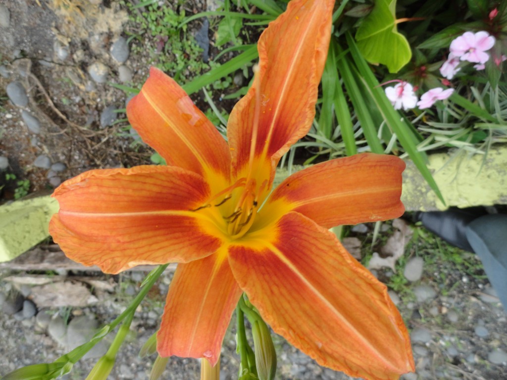 Foto: Flores silvestres - Simòn Bolìvar (Mushullacta) (Pastaza), Ecuador