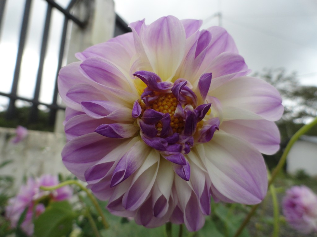 Foto: Girasol - Simòn Bolìvar (Mushullacta) (Pastaza), Ecuador