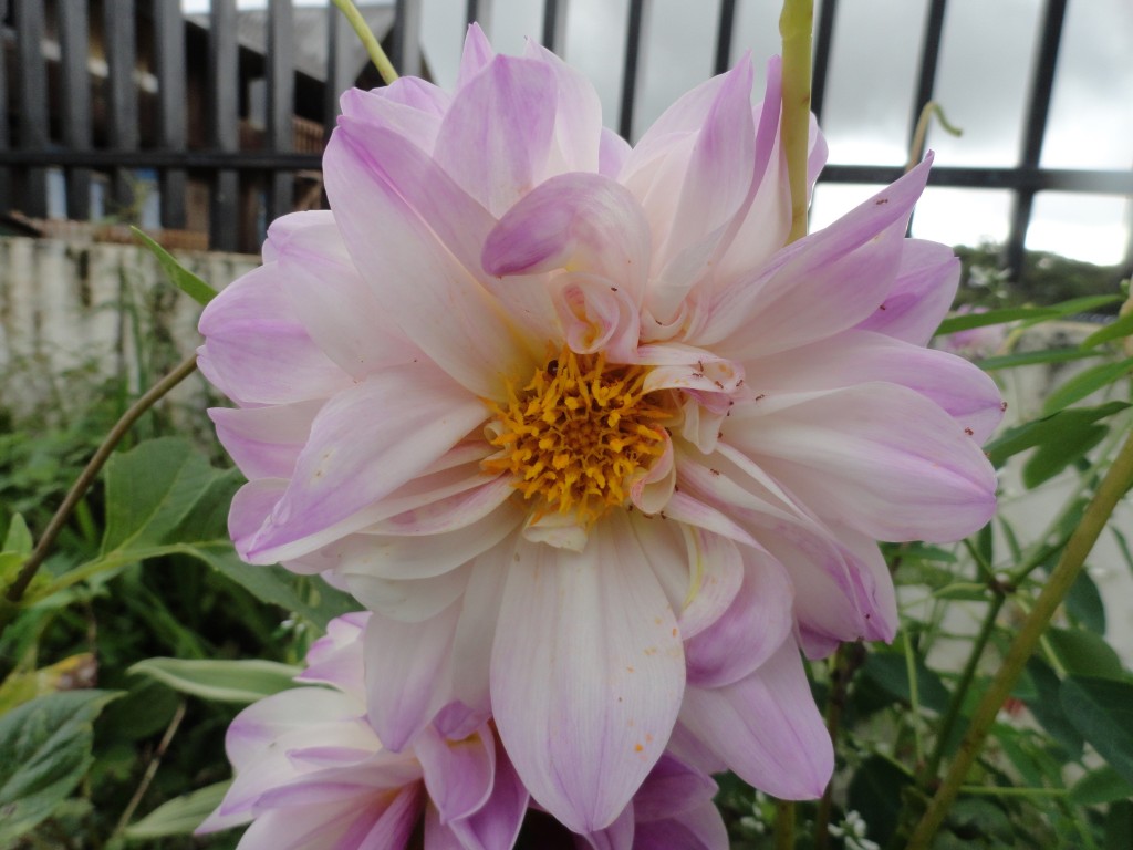 Foto: Girasol - Simòn Bolìvar (Mushullacta) (Pastaza), Ecuador
