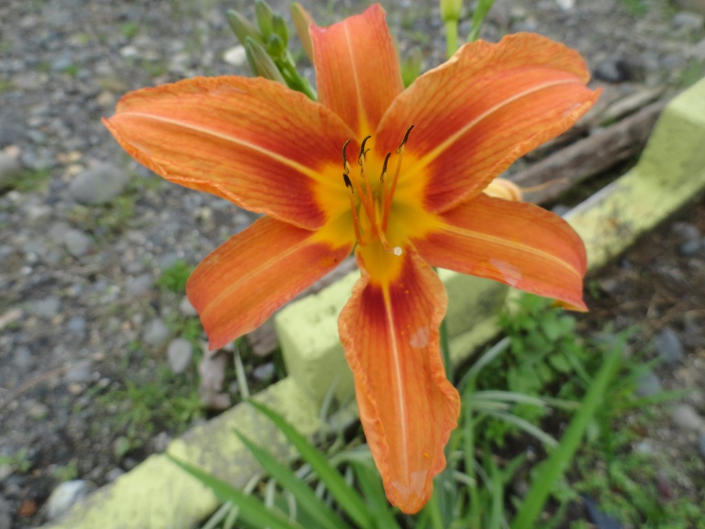 Foto: Flores silvestres - Simòn Bolìvar (Mushullacta) (Pastaza), Ecuador