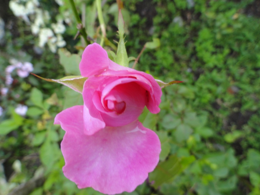 Foto: Rosa - Simòn Bolìvar (Mushullacta) (Pastaza), Ecuador