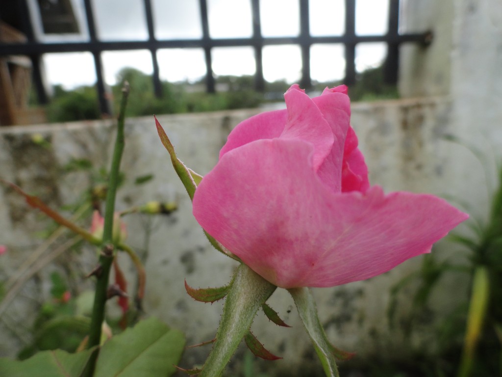 Foto: Rosa - Simòn Bolìvar (Mushullacta) (Pastaza), Ecuador