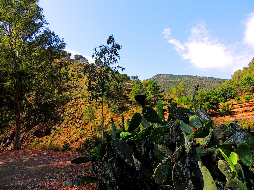 Foto de Tolox (Málaga), España