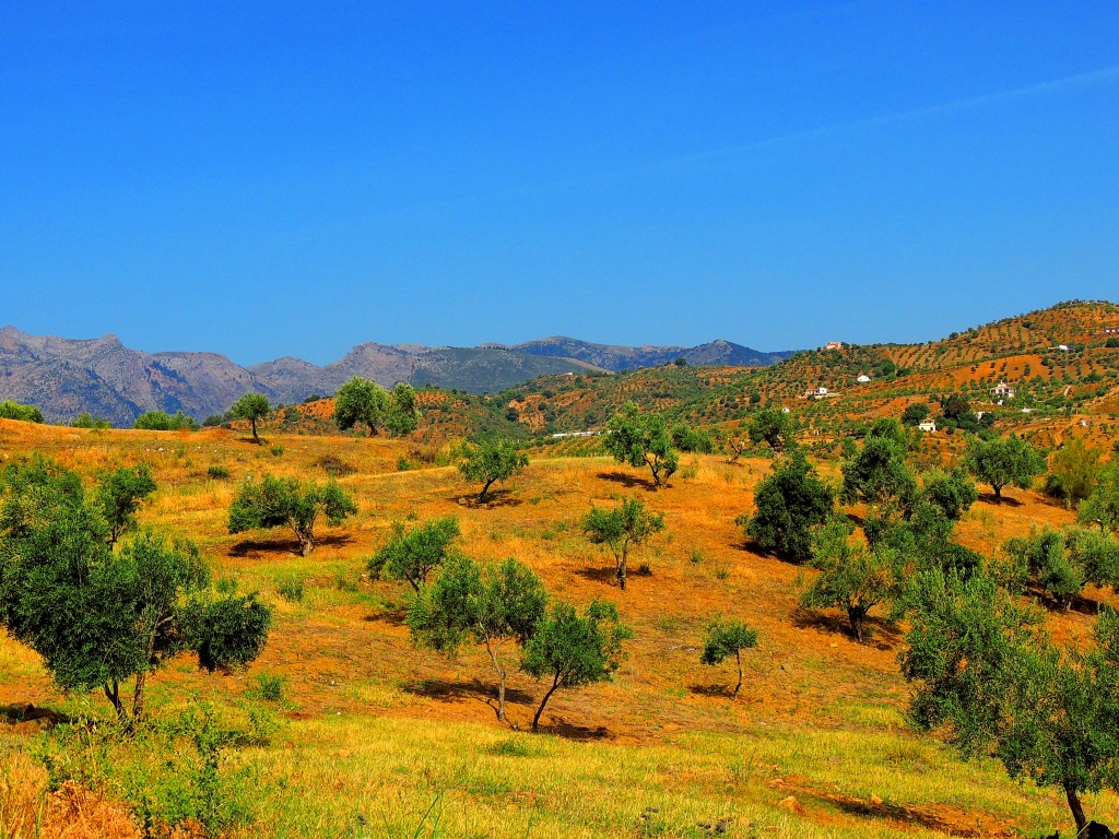 Foto: Vista desde la Ermita - Tolox (Málaga), España