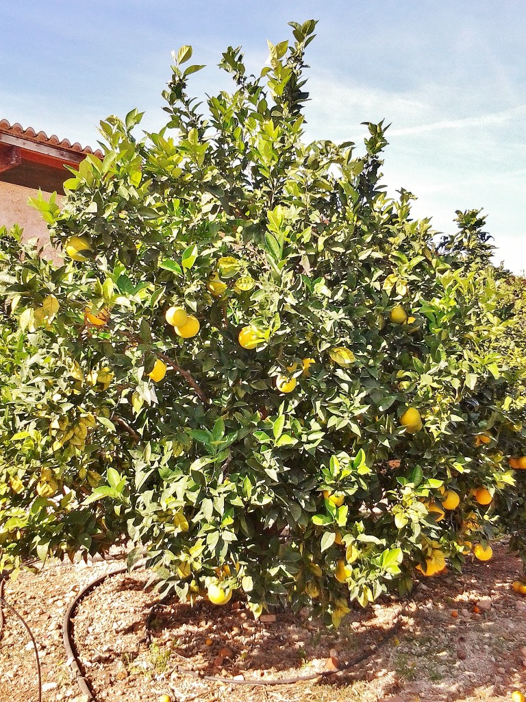 Foto: Monasterio de Santa María - Simat de la Valldigna (València), España