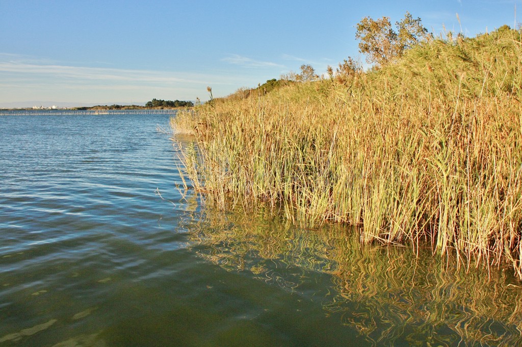Foto: Albufera - València (Comunidad Valenciana), España