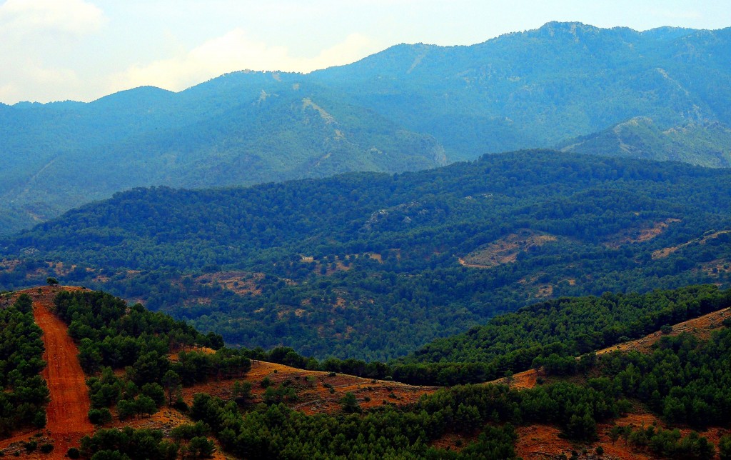 Foto: Monte Pinar de Yunquera - El Burgo (Málaga), España