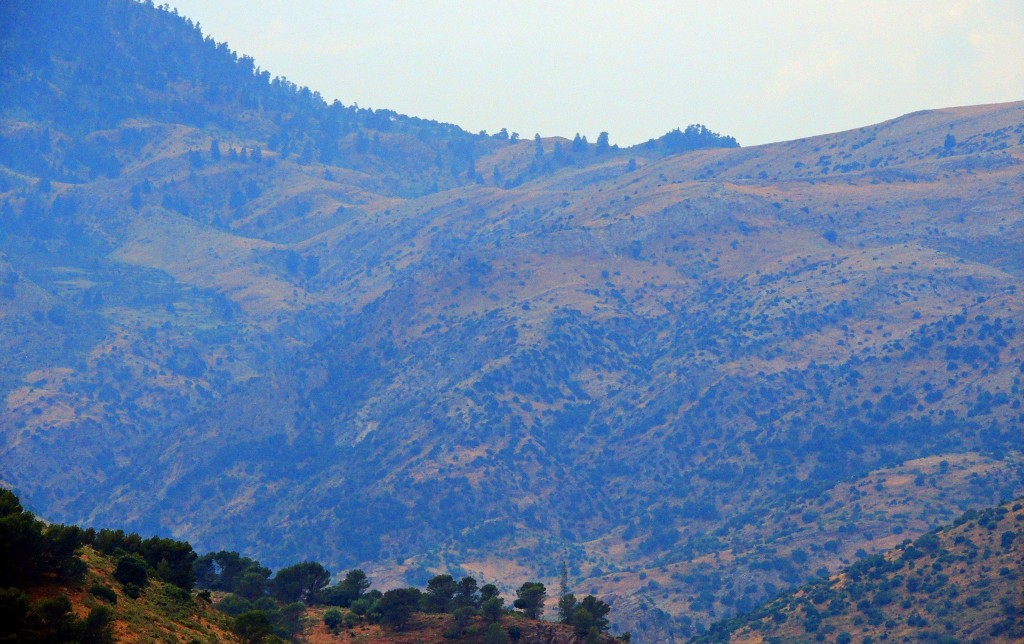 Foto: Pinsapar de Ronda - El Burgo (Málaga), España