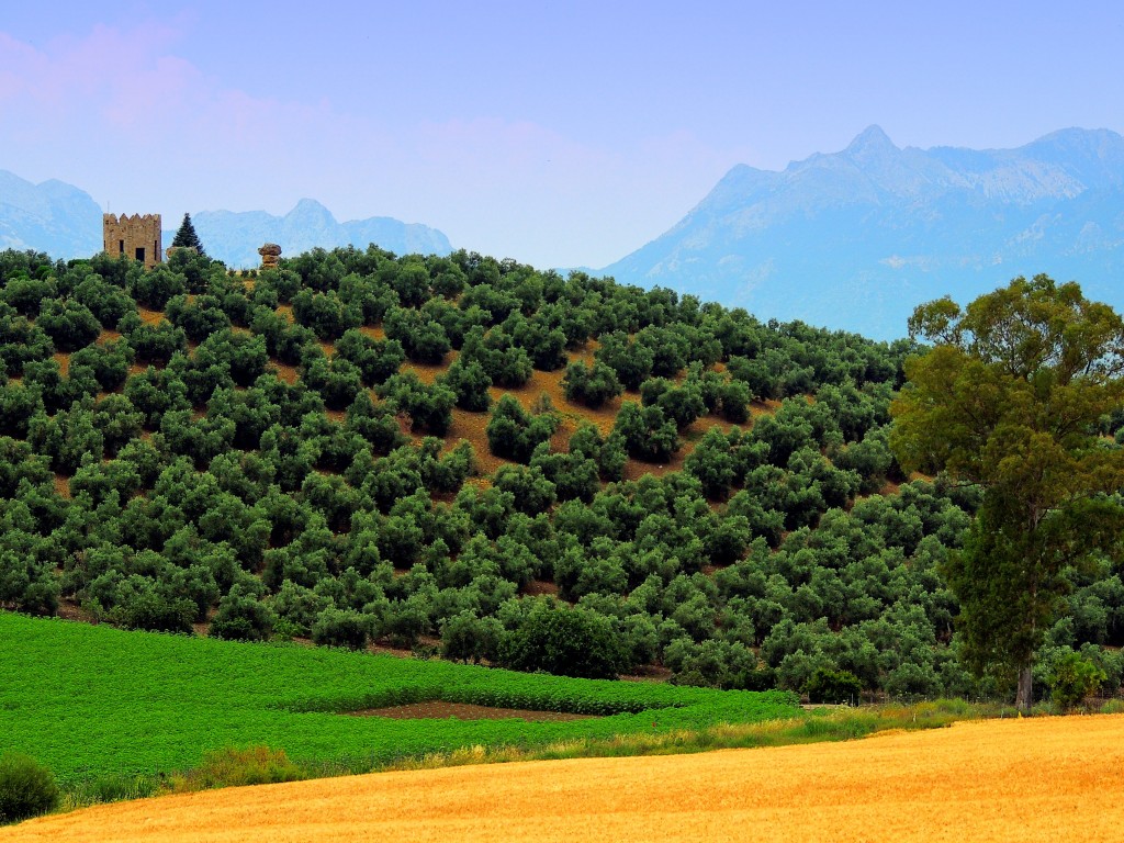 Foto de Ronda la Vieja (Málaga), España