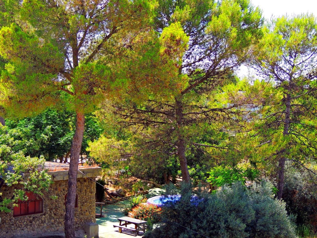 Foto: Vistas desde el Castillo - El Coronil (Sevilla), España