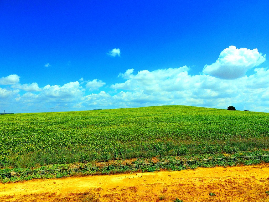 Foto: Vistas desde el Castillo - El Coronil (Sevilla), España