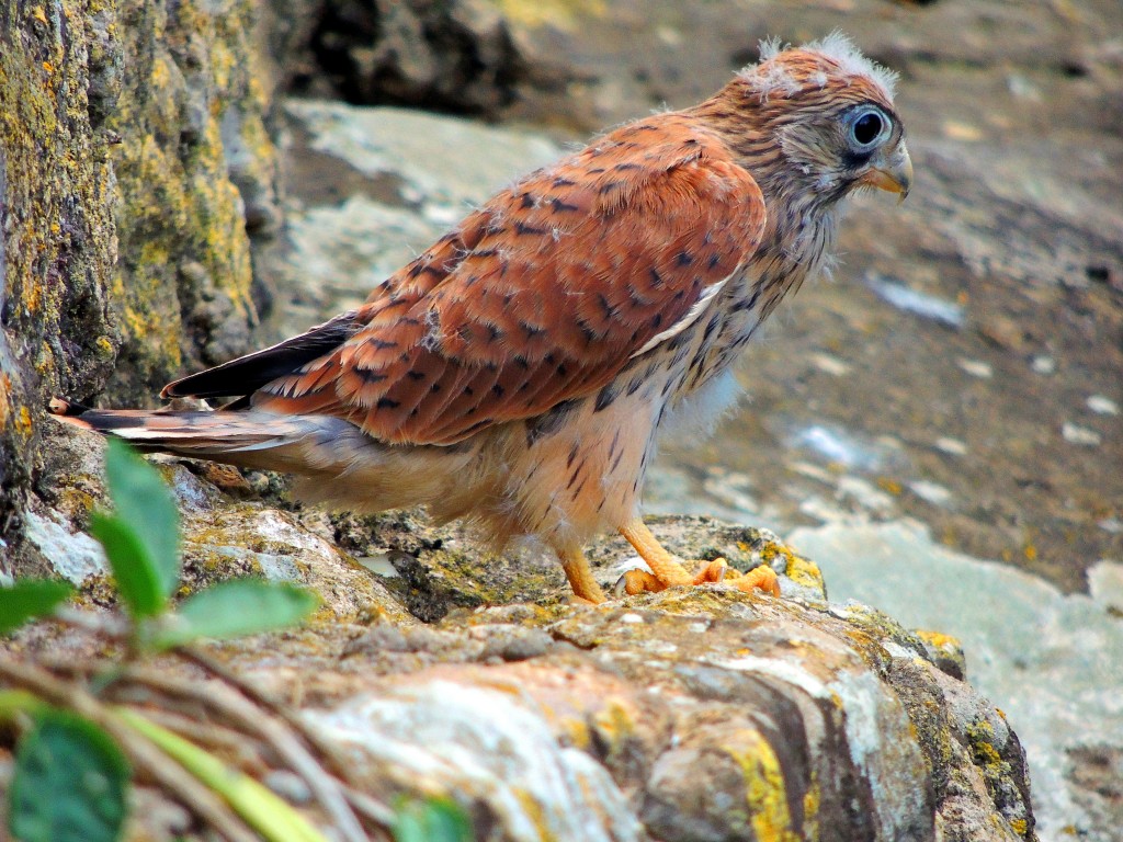 Foto: Habitante del Castillo - El Coronil (Sevilla), España