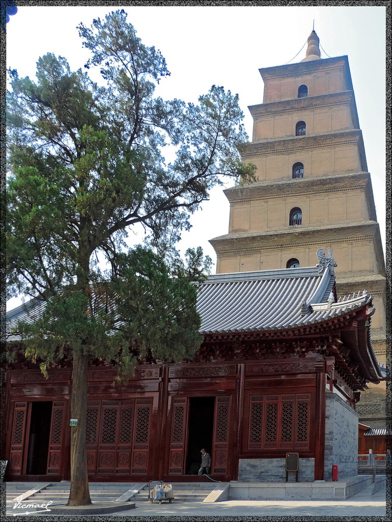 Foto: 140609-154 XIAN GRAN PAGODA OCA SILVESTRE - Xian (Xinjiang), China