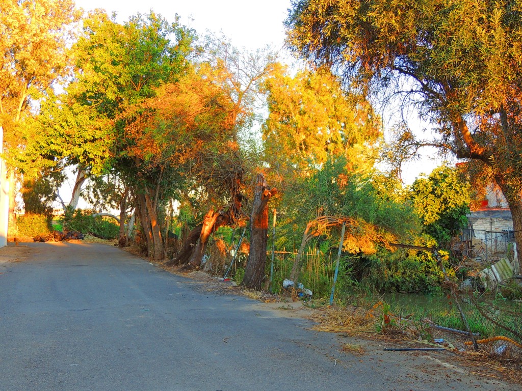 Foto de Isla Mayor (Sevilla), España