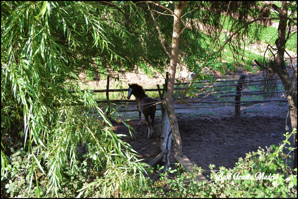 Foto de Cantarrana (Libertador General Bernardo OʼHiggins), Chile
