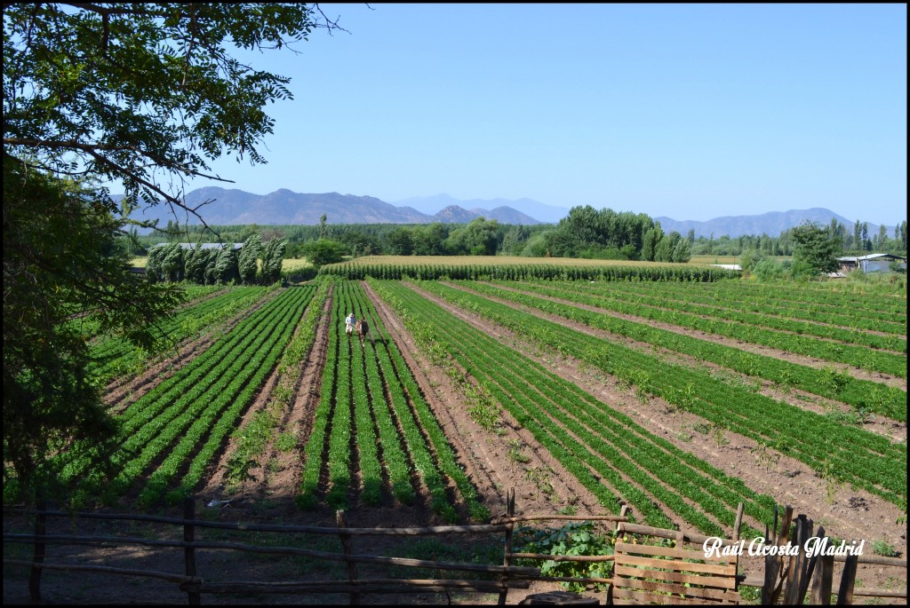 Foto de Cantarrana (Libertador General Bernardo OʼHiggins), Chile
