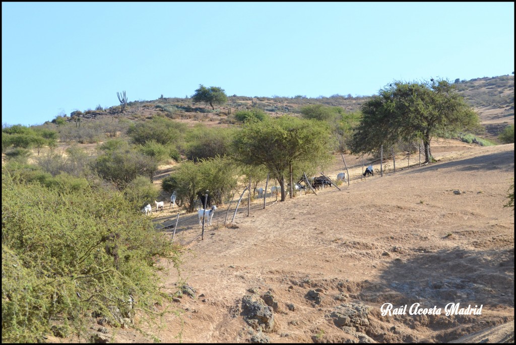Foto de Tunca al Medio (Libertador General Bernardo OʼHiggins), Chile