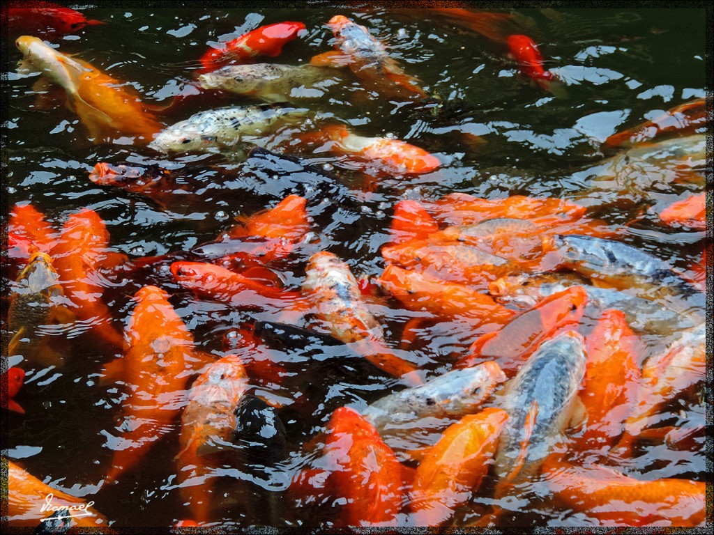 Foto: 140613-067  SHANGHAI JARDIN YUYUAN - Shanghai, China