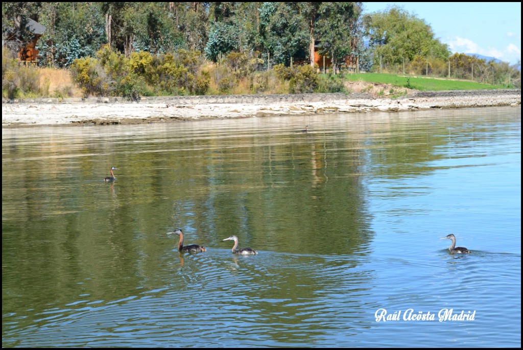 Foto de Lago Rapel (Libertador General Bernardo OʼHiggins), Chile