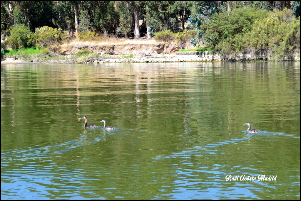 Foto de Lago Rapel (Libertador General Bernardo OʼHiggins), Chile