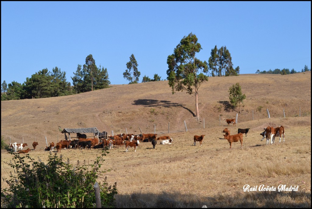 Foto de Paredones (Maule), Chile