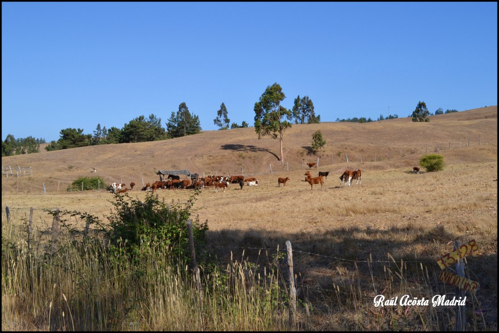 Foto de Paredones (Maule), Chile