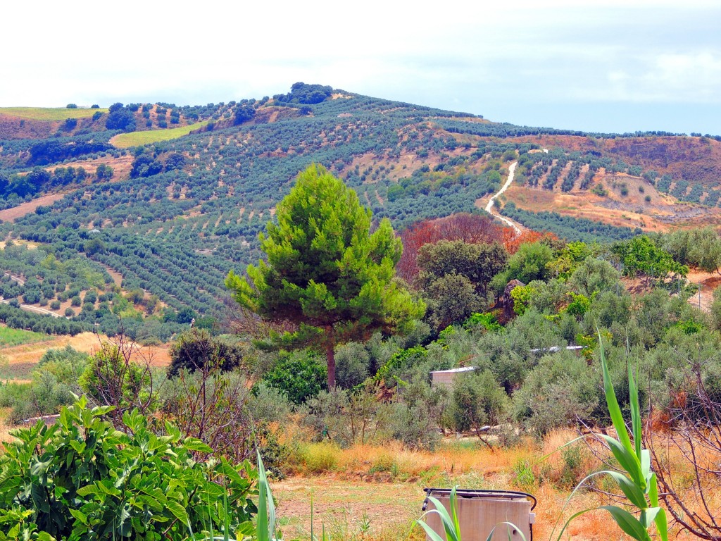 Foto de Torre Alhaquime (Cádiz), España