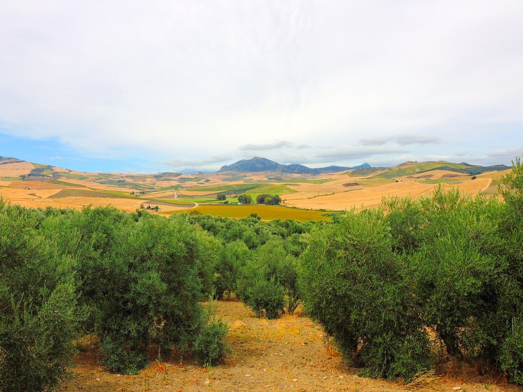 Foto de Torre Alhaquime (Cádiz), España
