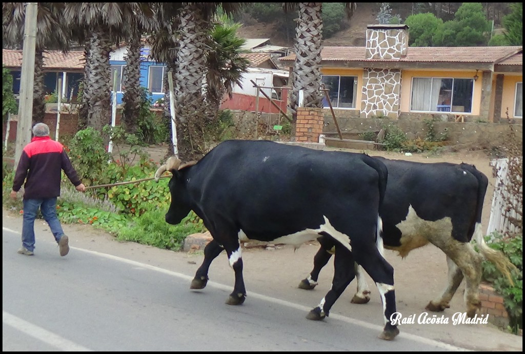 Foto de Duao (Maule), Chile