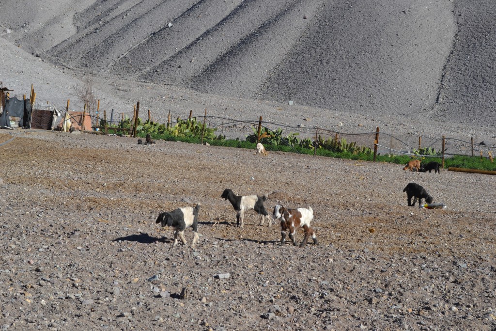 Foto: CABRAS - Inca De Oro-chañaral (Atacama), Chile