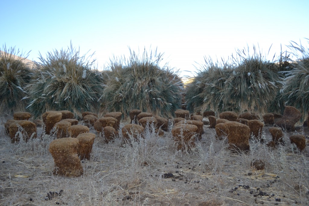 Foto: LAS VEGAS - Inca De Oro-chañaral (Atacama), Chile