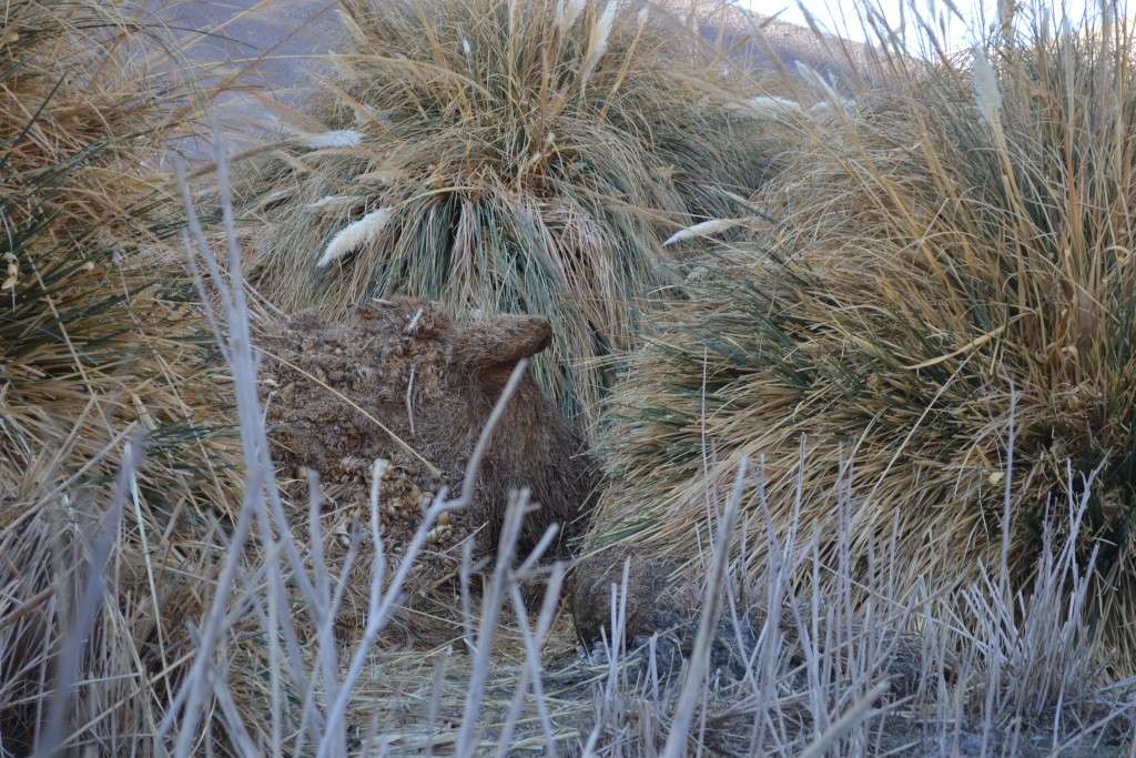 Foto: LAS VEGAS - Inca De Oro-chañaral (Atacama), Chile