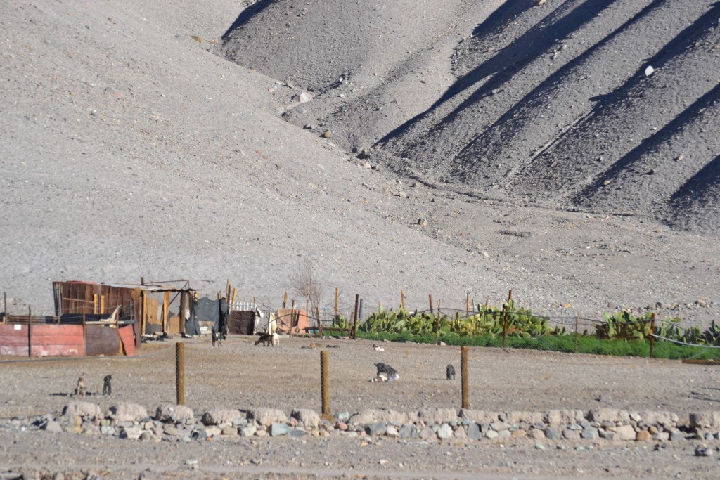 Foto: LAS VEGAS - Inca De Oro-chañaral (Atacama), Chile