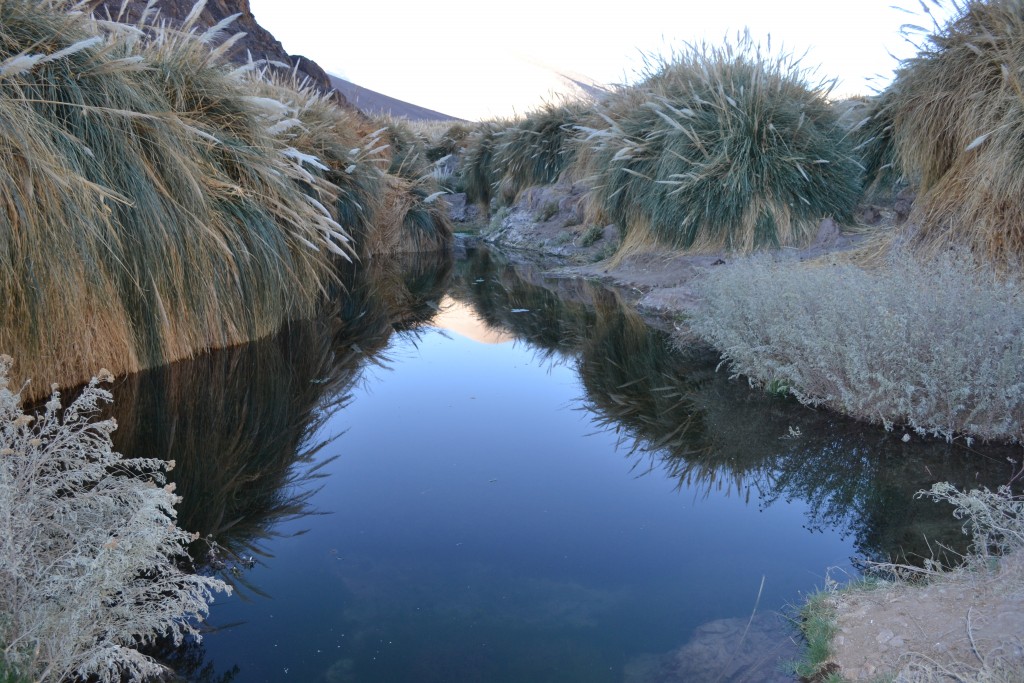 Foto: LAS VEGAS - Inca De Oro-chañaral (Atacama), Chile