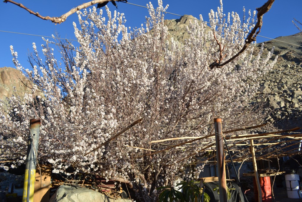 Foto: PAISAJES - Inca De Oro-chañaral (Atacama), Chile