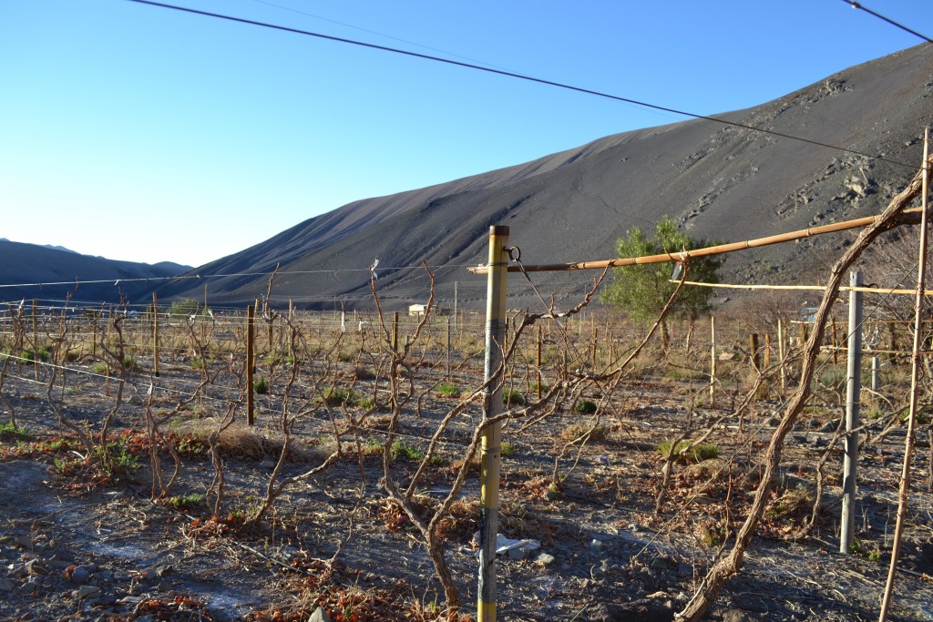 Foto: PAISAJE - Inca De Oro-chañaral (Atacama), Chile