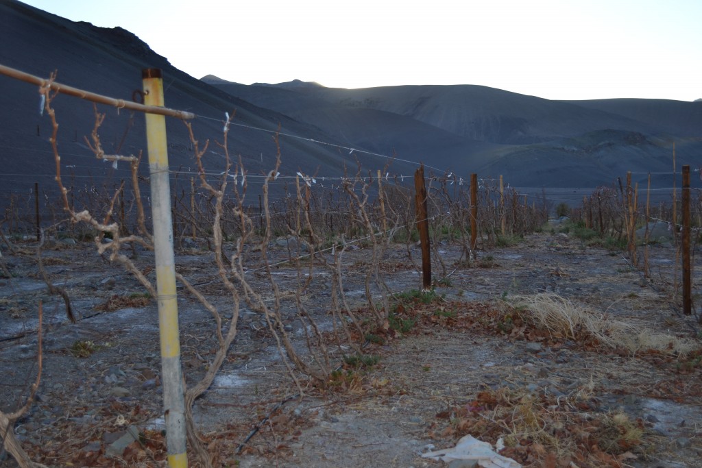 Foto: PAISAJE - Inca De Oro-chañaral (Atacama), Chile