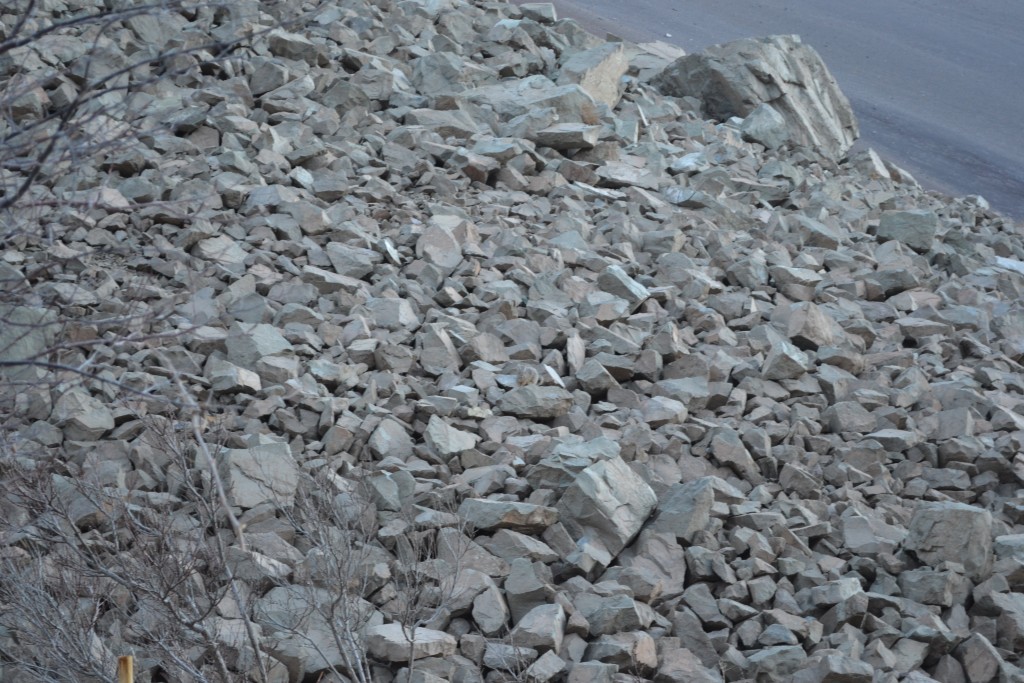 Foto: FAUNA - Inca De Oro-chañaral (Atacama), Chile