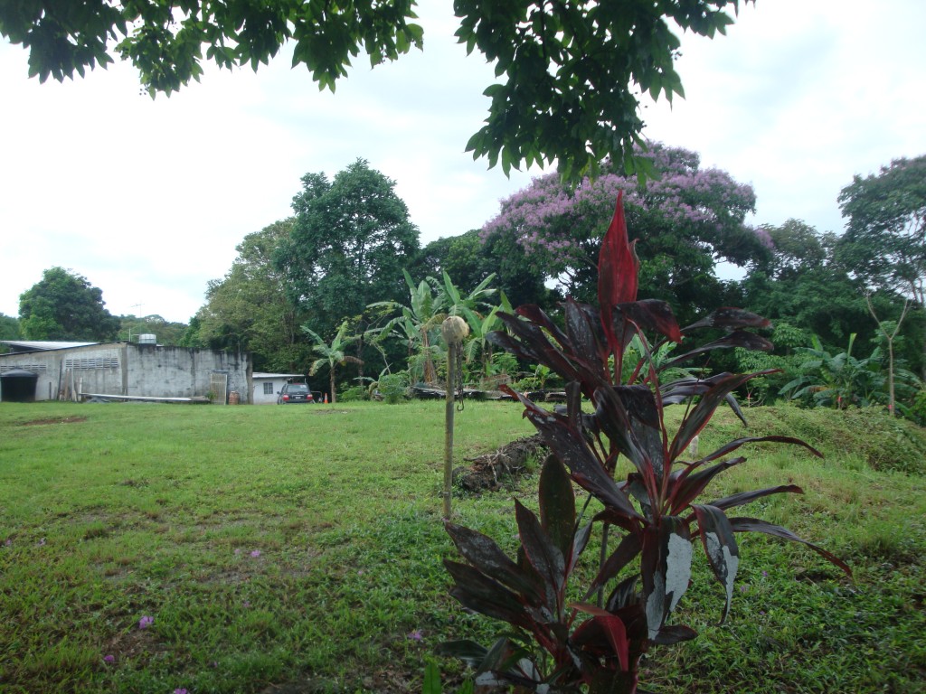 Foto de Sabanitas Quebrada Lopez La Jungla (Colón), Panamá